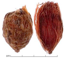  pericarps, outer surface, lacking fibers (left) and with fibers (right); photo by Lyndon Photography 
