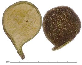  fruits, inner surface (left) and outer surface (right); photo by Lyndon Photography 
