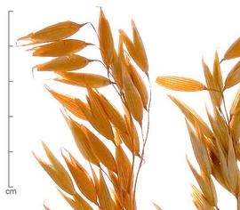  fruiting inflorescence, close-up; photo by Lyndon Photography 
