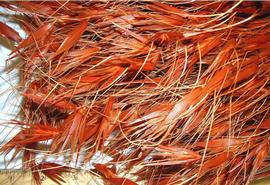  fruiting inflorescences, dyed orange; photo by Indira Singh 
