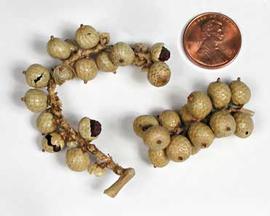  small fruit clusters; photo © The Lebermuth Company, Inc. 
