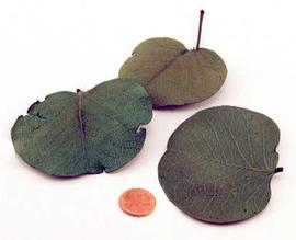  leaves; photo © The Lebermuth Company, Inc. 
