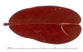  leaf, upper surface; photo by Lyndon Photography 
