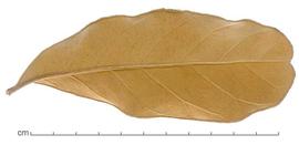  leaf, lower surface; photo by Lyndon Photography 
