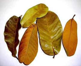  leaves; photo by Indira Singh 
