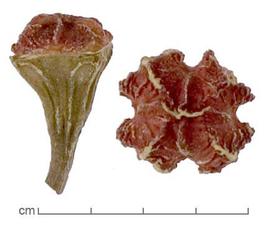  flower buds, lateral view (left), top view/operculum (right); photo by Lyndon Photography 
