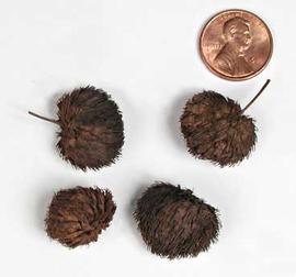  inflorescences, dyed brown; photo © The Lebermuth Company, Inc. 
