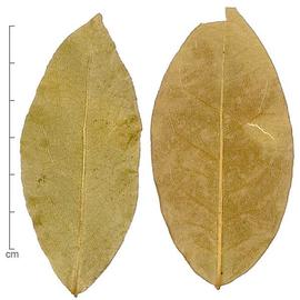  leaves, top surface (left) and bottom surface (right); photo by Lyndon Photography 
