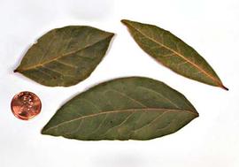  leaves; photo © The Lebermuth Company, Inc. 
