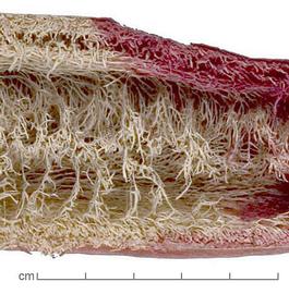  longitudinal fruit slice, partially dyed purple, close-up; photo by Lyndon Photography 
