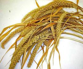  inflorescences with leaves; photo by Indira Singh 
