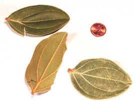  leaves; photo © The Lebermuth Company, Inc. 
