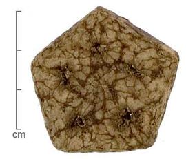  columella cross section; photo by Lyndon Photography 
