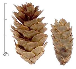  cones, lateral view; photo by Lyndon Photography 
