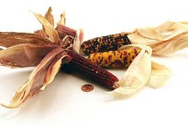  fruiting inflorescences with husks attached; photo © The Lebermuth Company, Inc. 
