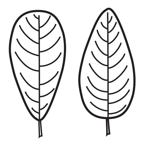 Feature: leaf shape | Dried Botanical ID