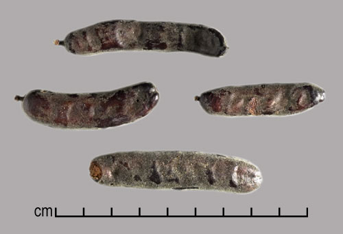  Prosopis denudans var. patagonica pods
