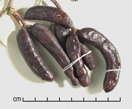  Prosopis denudans var. patagonica pods
