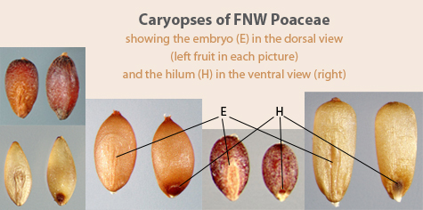 FNW caryopses labeled with the positions of the embryo and hilum