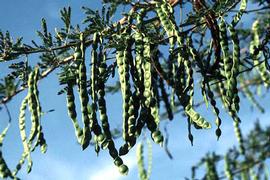  immature pods of  A.   nilotica  ssp.  leiocarpa  which will turn black when mature, Kenya; courtesy EcoPort ( www.ecoport.org ): C. W. Fagg 