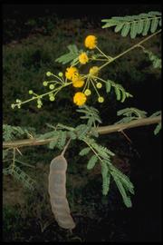   Acacia nilotica  ssp.  subalata  from Madagascar; photo: copy; D. Du Puy, Royal Botanic Gardens, Kew 