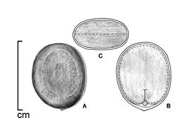  A, seed; B, embryo  in situ ; C, transection of seed; drawing by Lynda E. Chandler 