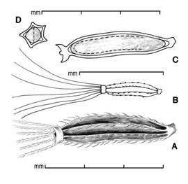  A, achene; B, outline showing entire pappus; C, longitudinal section showing embryo; D, transection; drawing by Lynda E. Chandler 