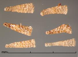    Alectra aspera    (Cham. amp; Schlecht.) L.O. Williams seeds 