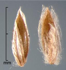  spikelets in dorsal view showing upper glume and fertile lemma 