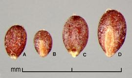  caryopses in ventral view (A,C) and dorsal view (B,D) 