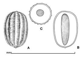  A, seed; B, longitudinal section of seed showing embryo; C, transection of seed; drawing by Lynda E. Chandler 