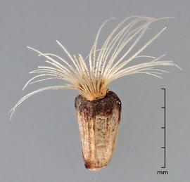  achene with broken pappus hairs 