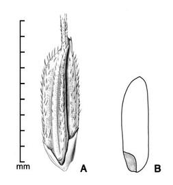  A, fertile floret with 2 attached sterile lemmas; B, caryopsis in side view showing embryo; drawing by Lynda E. Chandler 