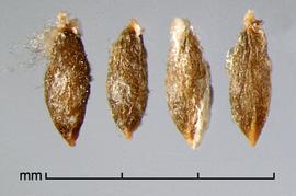  seeds 