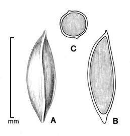  A, seed; B, longitudinal section of seed showing embryo; C, transection of seed; drawing by Lynda E. Chandler 