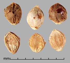  spikelets in dorsal view showing upper glume (top) and ventral view showing sterile lemma (bottom) 