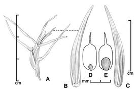  A, fruiting culm; B–C, spikelet in two views; D, caryopsis in ventral view; E, caryopsis in dorsal view; drawing by Lynda E. Chandler 