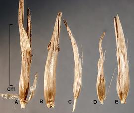  A-B, spikelets enclosed in leaf sheaths; C–E, spikelets 