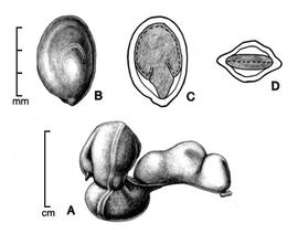  A, pod; B, seed; C, longitudinal section of seed showing embryo; D, transection of seed; drawing by Lynda E. Chandler 