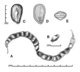  A, pod; B, one-seeded endocarp segment; C, seed; D, longitudinal section of seed showing embryo; E, transection of seed; drawing by Lynda E. Chandler 