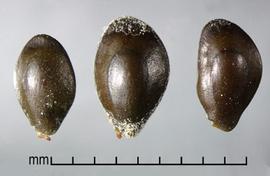  Seeds 