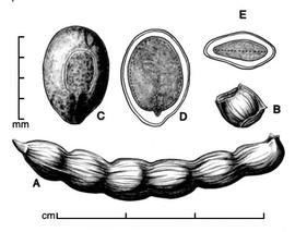  A, pod; B, one-seeded fruit segment; C, seed; D, longitudinal section of seed showing embryo; E, transection of seed; drawing by Lynda E. Chandler 