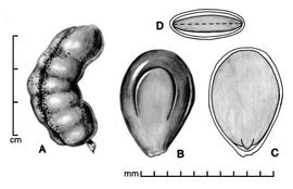  A, pod; B, seed; C, longitudinal section of seed showing embryo; D, transection of seed; drawing by Lynda E. Chandler 