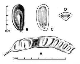  A, pod; B, seed; C, longitudinal section of seed showing embryo; D, transection of seed; drawing by Lynda E. Chandler 