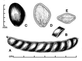  A, pod; B, one-seeded fruit segment; C, seed; D, longitudinal section of seed showing embryo; E, transection of seed; drawing by Lynda E. Chandler 