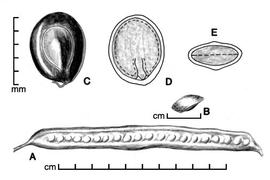  A, pod; B, one-seeded endocarp segment; C, seed; D, longitudinal section of seed showing embryo; E, transection of seed; drawing by Lynda E. Chandler 