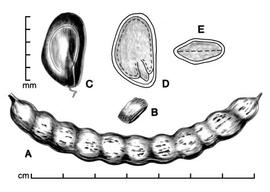  A, pod; B, one-seeded endocarp segment; C, seed; D, longitudinal section of seed showing embryo; E, transection of seed; drawing by Lynda E. Chandler 