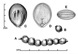  A, pod; B, one-seeded endocarp segment; C, seed; D, longitudinal section of seed showing embryo; E, transection of seed; drawing by Lynda E. Chandler 