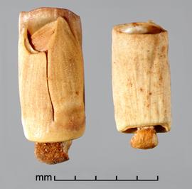  views of disseminule showing pedicel and lower glume of embedded spikelet (left) and rachis internode (right) 