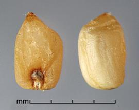  caryopses in ventral view (left) and dorsal view (right) 